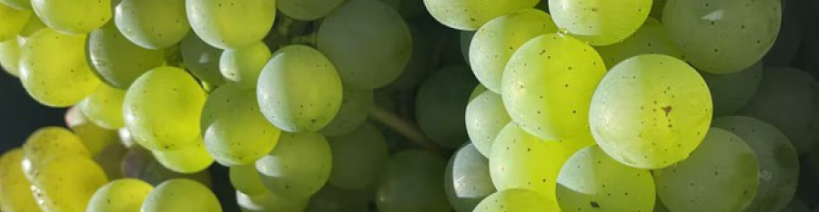 Residencial Tempranillo